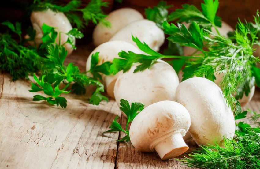 Свіжі печериці Свіжі печериці