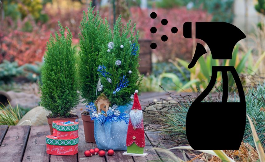 Подкормка комнатного кипариса Подкормка комнатного кипариса