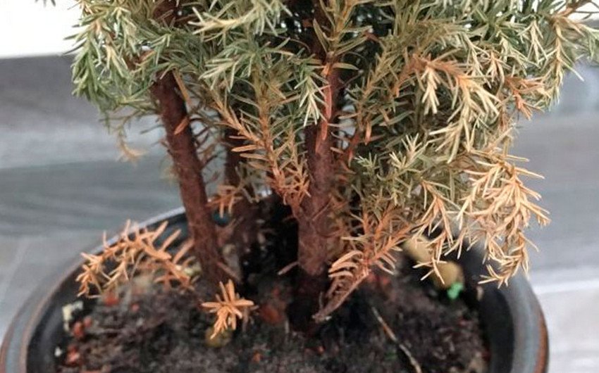 Вредители и болезни комнатного кипариса Вредители и болезни комнатного кипариса