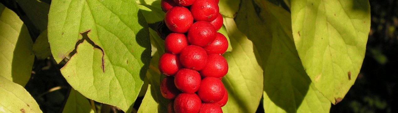 Мандаринова кальамондіна: вирощування в Сибіру