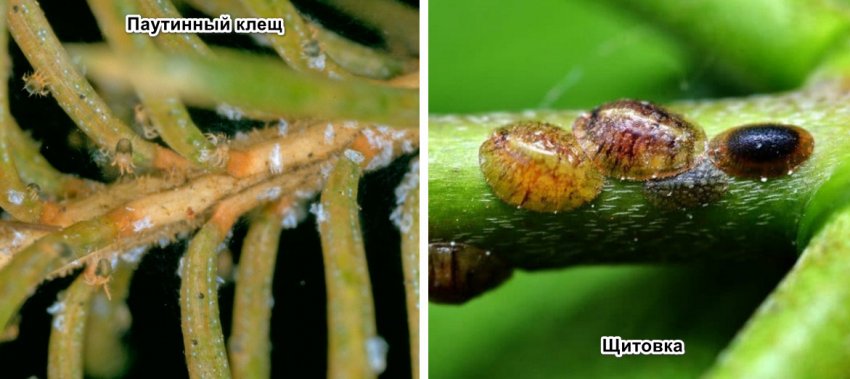 Вредители кипариса Вредители кипариса