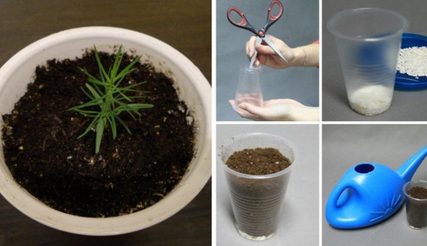 Выращивание кипариса из семян Выращивание кипариса из семян