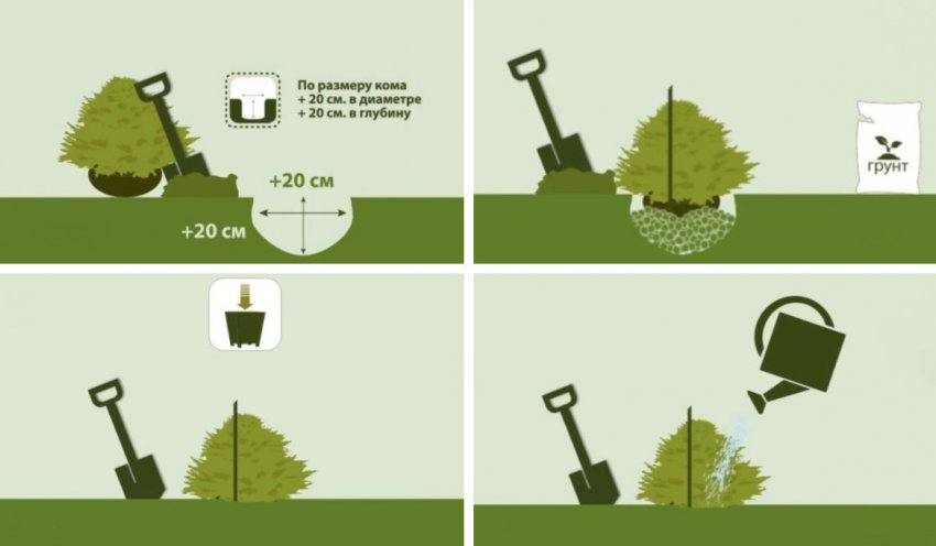 Схема посадки можжевельника Схема посадки можжевельника