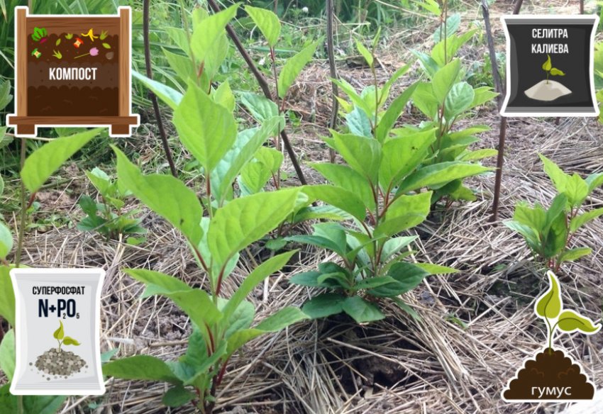 Підживлення лимонника Підживлення лимонника