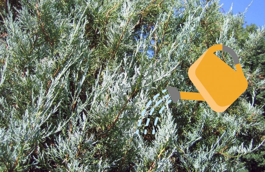 Полив можжевельника Блю Хевен Полив можжевельника Блю Хевен