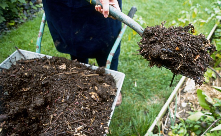 Мульчування компостом Мульчування компостом