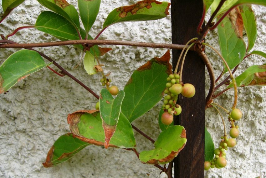 Фузаріоз лимонника Фузаріоз лимонника