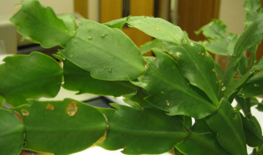 Плями на декабристе Плями на декабристе