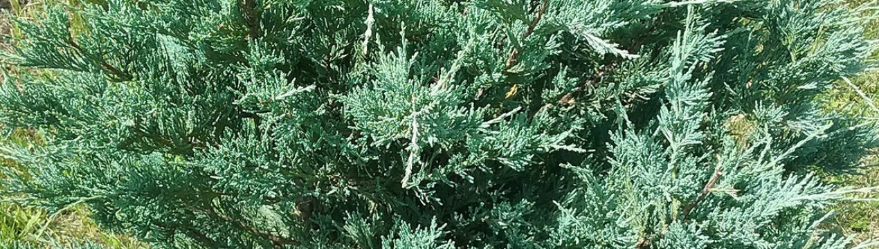 Описание можжевельника Блю Хевен, посадка и уход