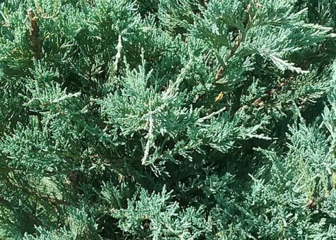 Описание можжевельника Блю Хевен, посадка и уход