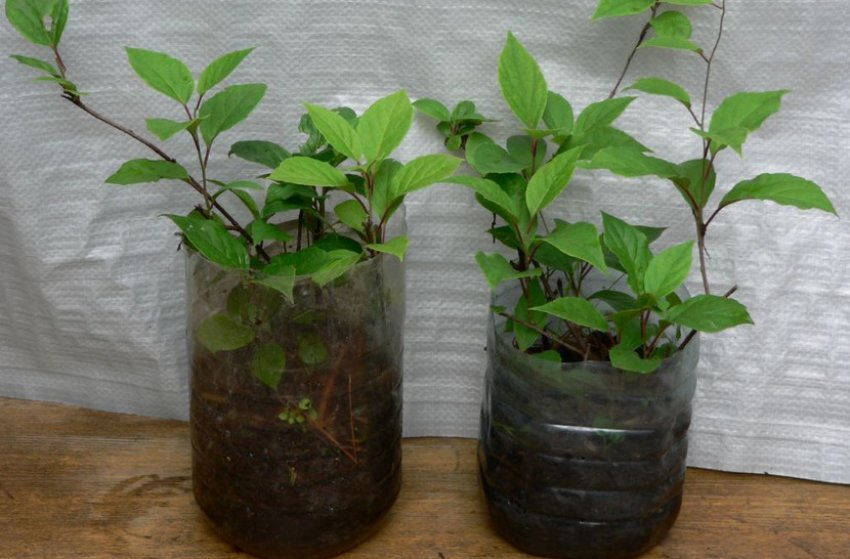 Розмноження відрастенням Розмноження відрастенням