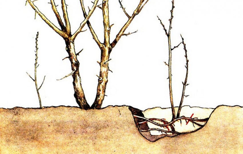 Розмноження кореневою пагіллю Розмноження кореневою пагіллю