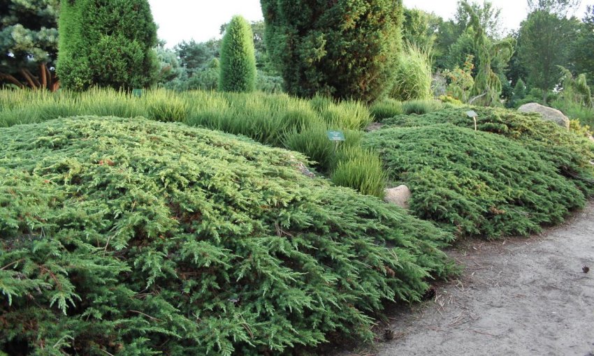 Можжевельник Грін Карпет Можжевельник Грін Карпет