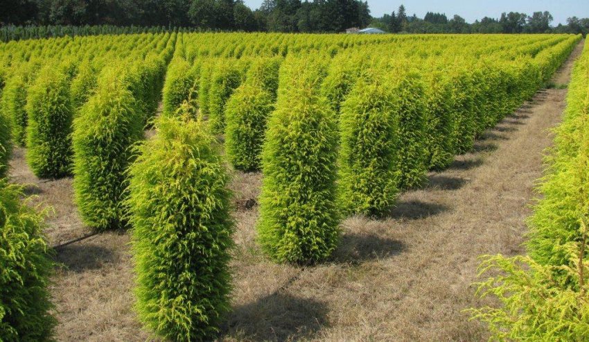 Можжевельник Голд Коне Можжевельник Голд Коне