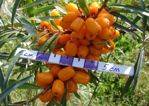 Обліпиха Ессель