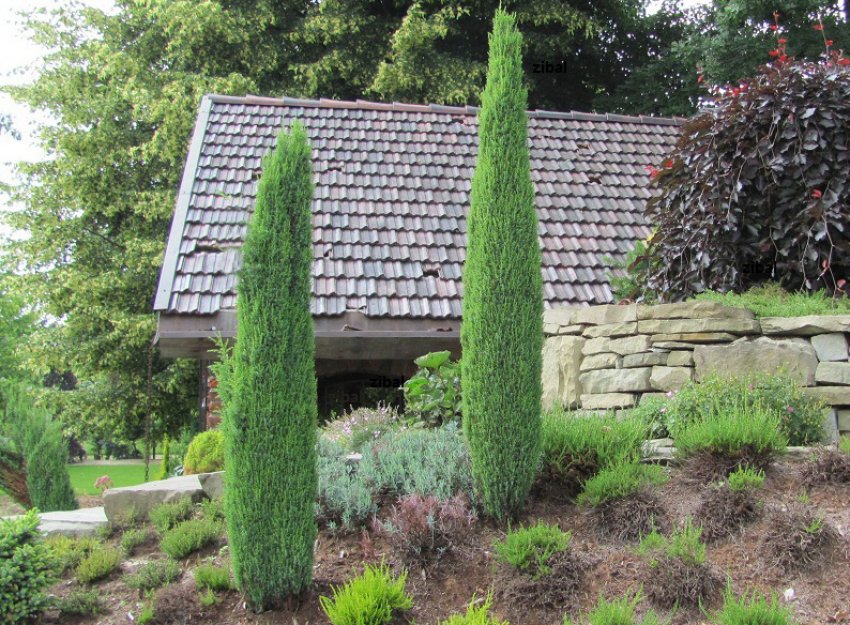 Можжевельник Сентінел Можжевельник Сентінел