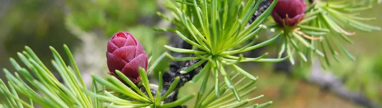 Корисні властивості і протипоказання використання лікарських засобів з молочайника