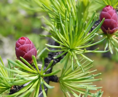 Корисні властивості і протипоказання використання лікарських засобів з молочайника