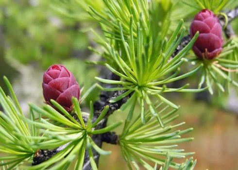 Полезные свойства и противопоказания применения лекарственных средств из лиственницы