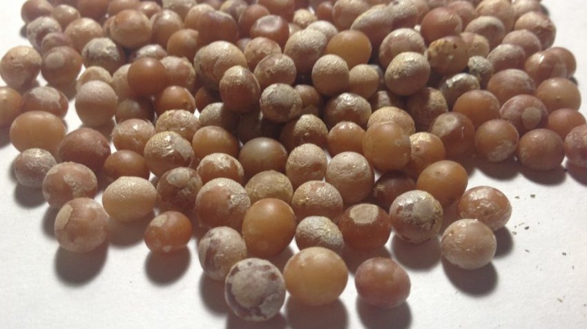 Насіння драцени