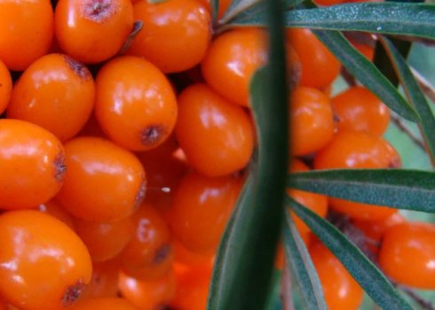 Описание облепихи сорта Рует