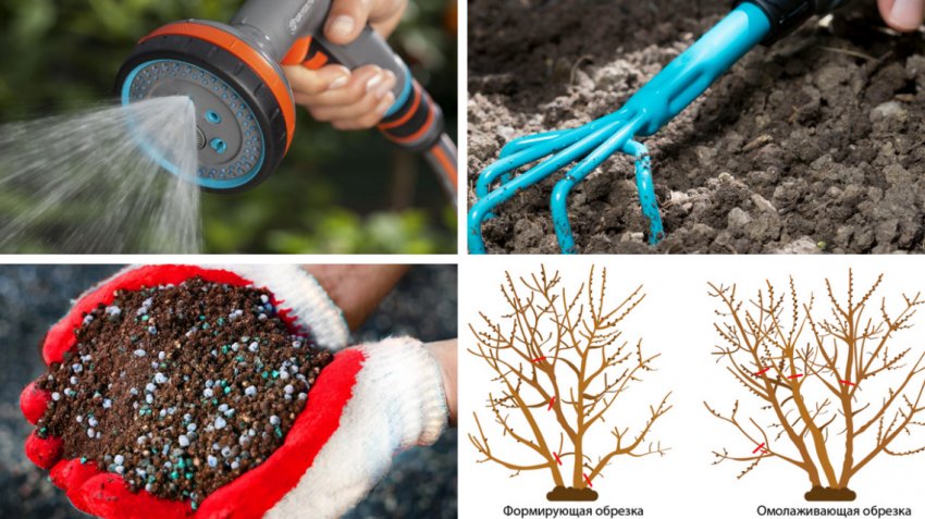 Догляд за обліпихою