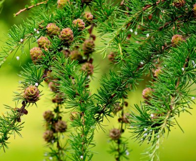 Вирощування ялиці з насіння