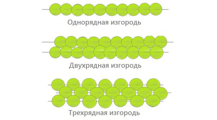 Види живого живоплоту Види живого живоплоту