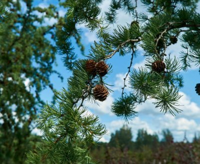 Як посадити ялицю та доглядати за нею