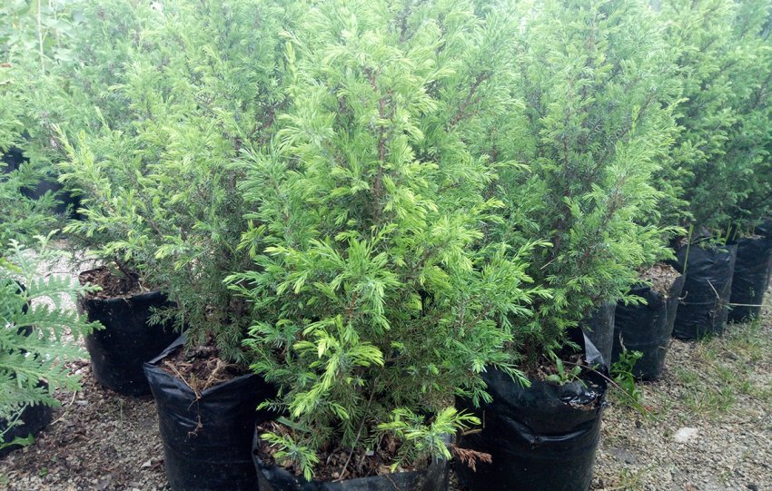 Саджанці можжевельника Суецики Саджанці можжевельника Суецики