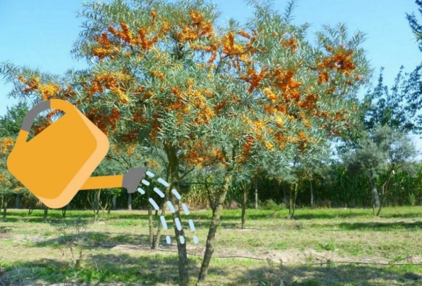 Полив облепихи Полив облепихи