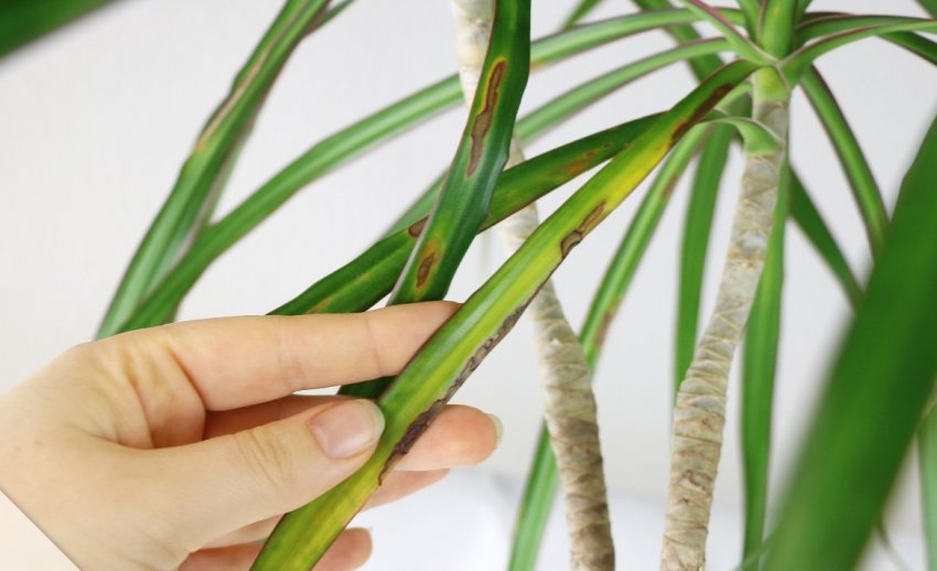 Альтернаріоз Альтернаріоз