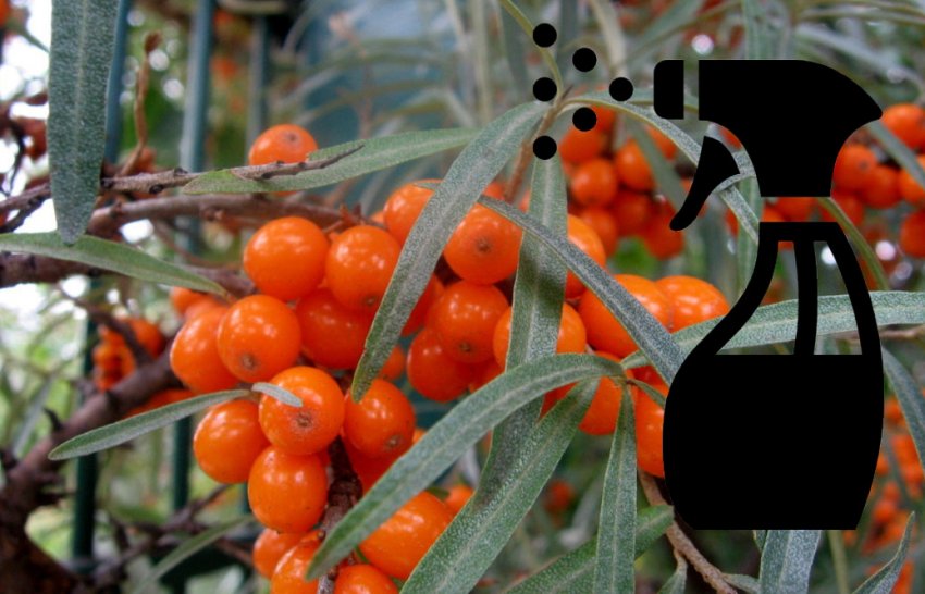 Обработка облепихи Обработка облепихи