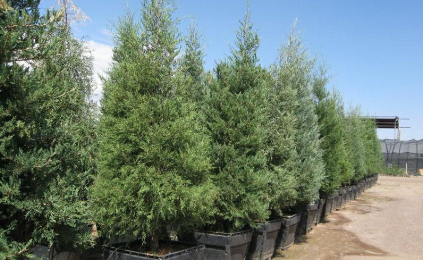 Можжевельник Кетелери Можжевельник Кетелери