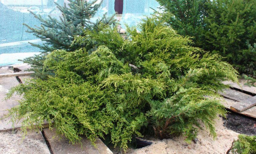 Можжевельник Аркадія Можжевельник Аркадія