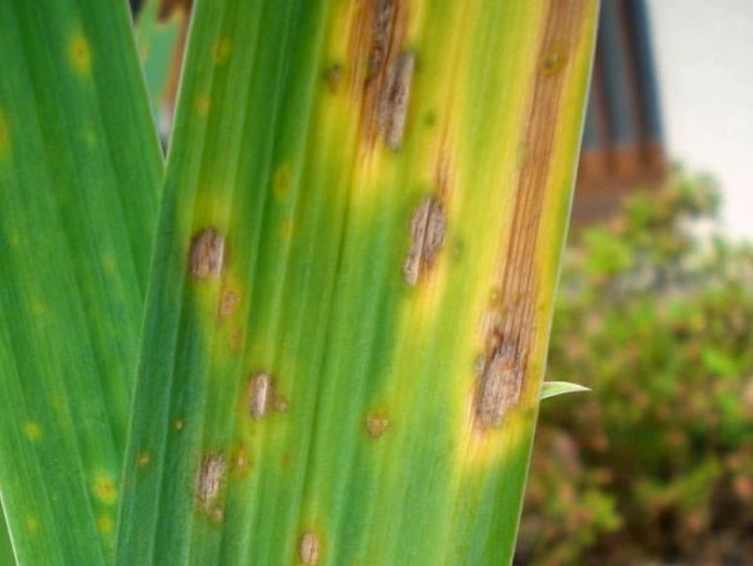 Гетероспороз Гетероспороз