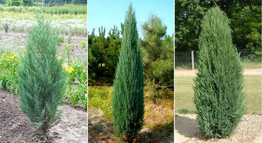 Можжевельник віргінський блю Можжевельник віргінський блю