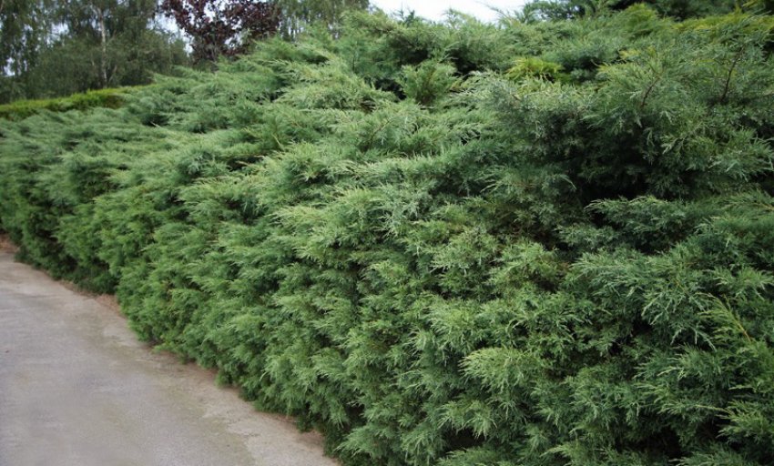 Можжевельник Хетц Можжевельник Хетц