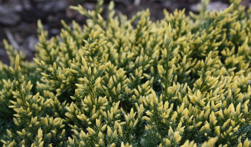 Можжевельник Дрім Джой Можжевельник Дрім Джой