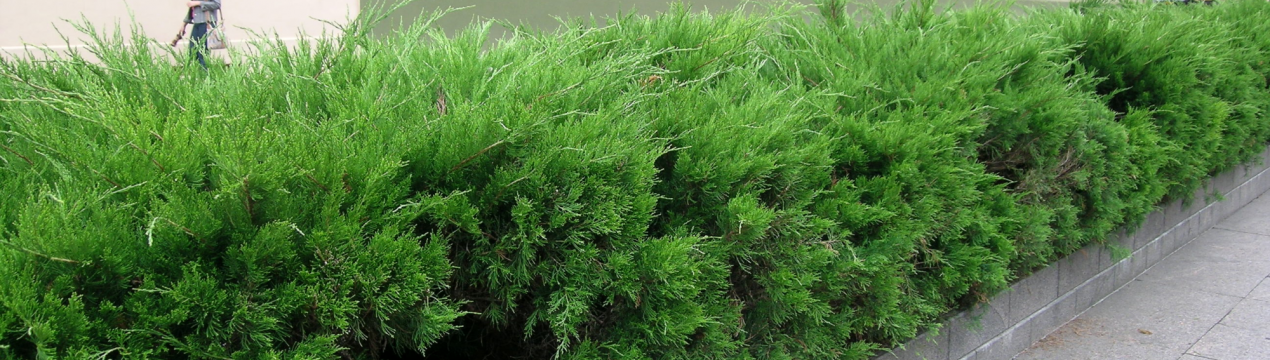 Ялиця для живої огорожі