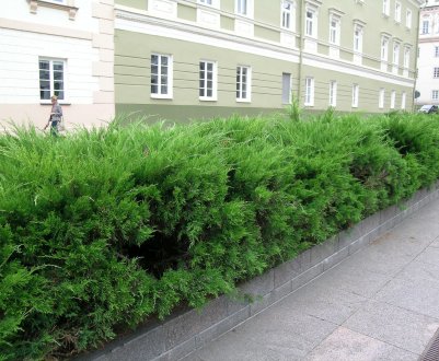 Ялиця для живої огорожі