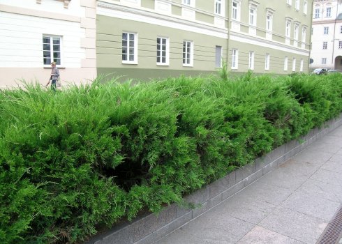 Ялиця для живої огорожі