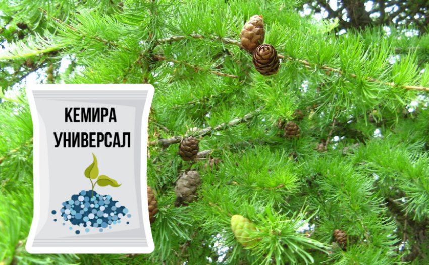 чем подкормить лиственницу летом. Смотреть фото чем подкормить лиственницу летом. Смотреть картинку чем подкормить лиственницу летом. Картинка про чем подкормить лиственницу летом. Фото чем подкормить лиственницу летом