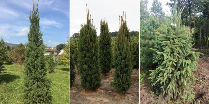 Сосна Купрессіна Сосна Купрессіна