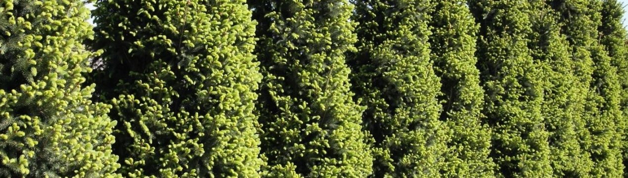 Це звичайна купресина: її фото та опис