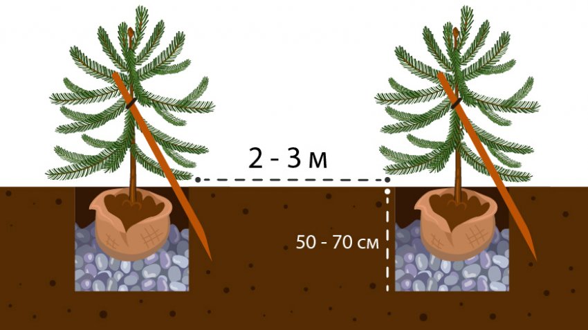 Изгородь из ели обыкновенной схема посадки