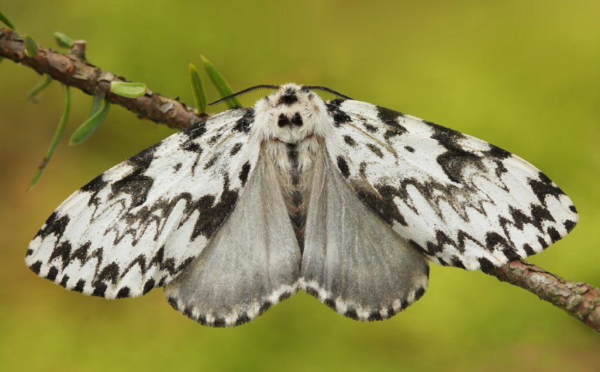 Метелик-монашка Метелик-монашка