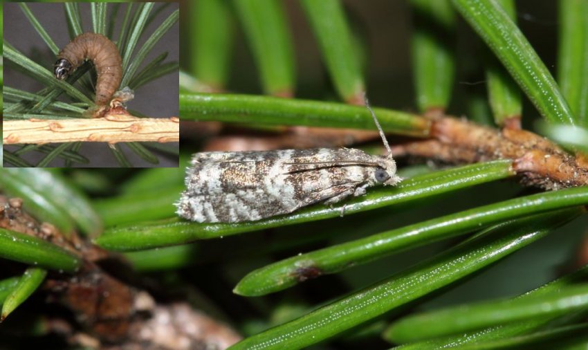 Ялинний листогриз Ялинний листогриз