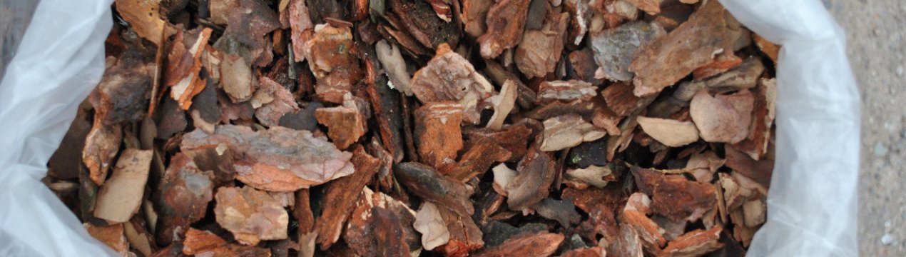 Застосування і користь кори сосни