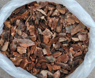 Застосування і користь кори сосни